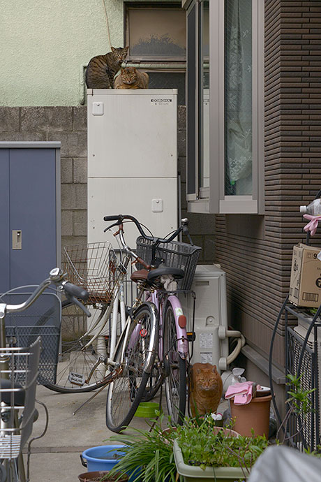 街のねこたち
