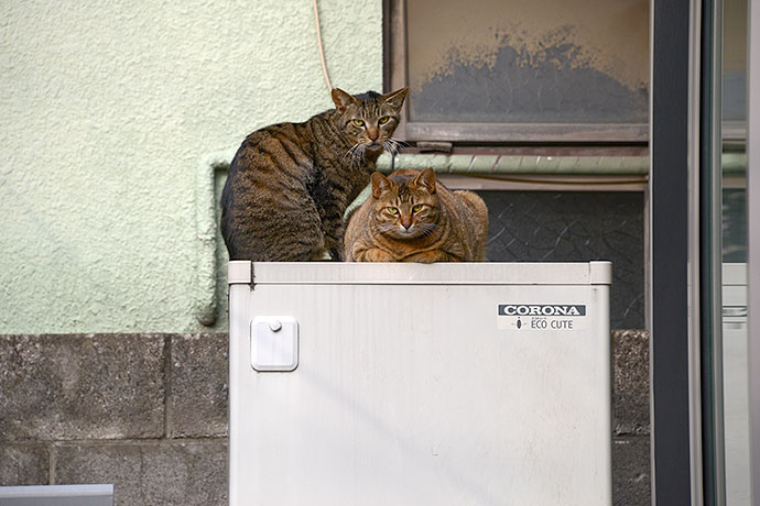街のねこたち