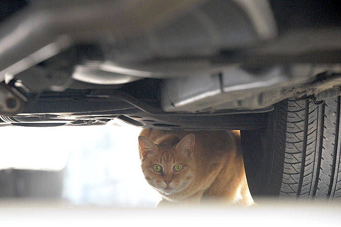 街のねこたち