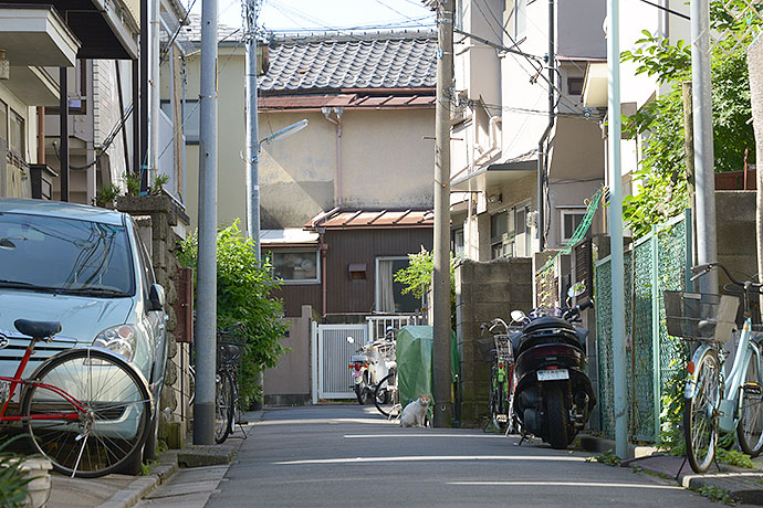 街のねこたち