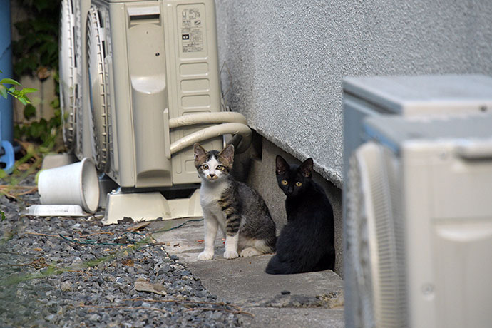 街のねこたち