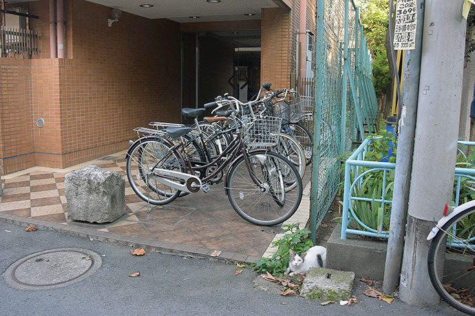 街のねこたち