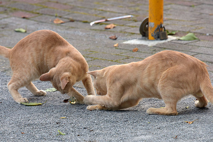 街のねこたち