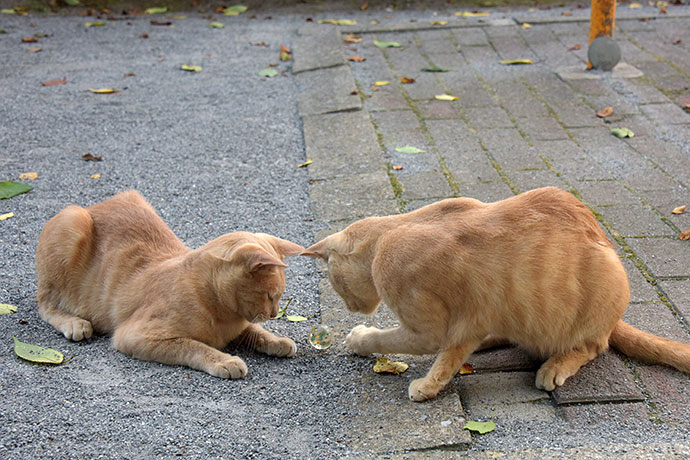 街のねこたち