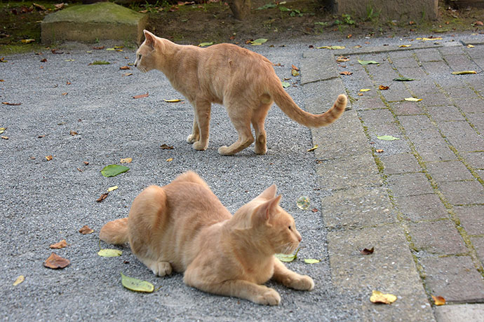 街のねこたち