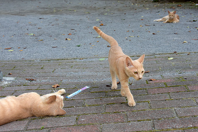 街のねこたち