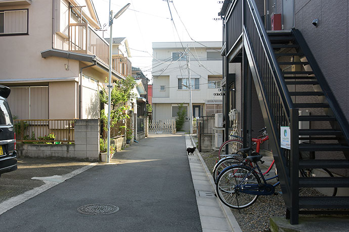 街のねこたち