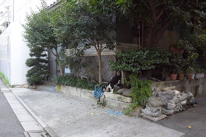 街のねこたち