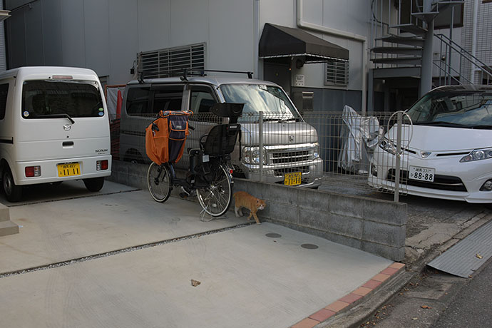 街のねこたち