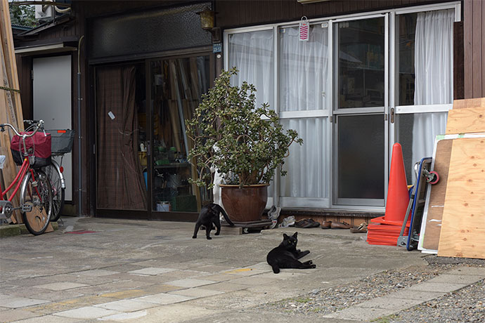 街のねこたち