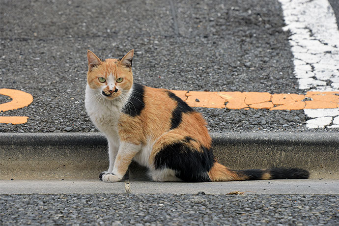街のねこたち