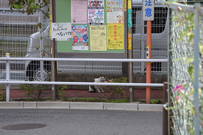 街のねこたち