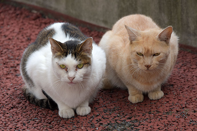 街のねこたち