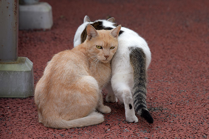 街のねこたち