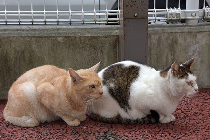 街のねこたち