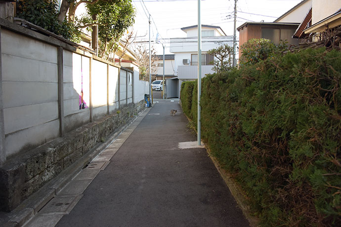 街のねこたち