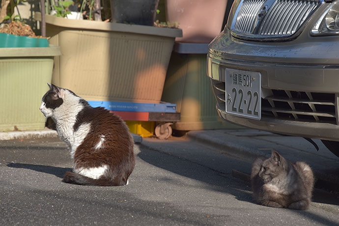 街のねこたち