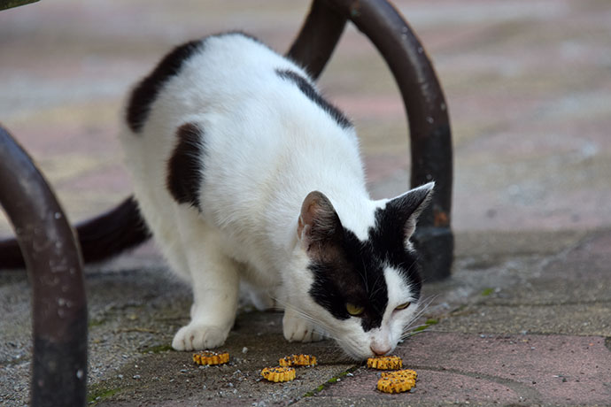 街のねこたち