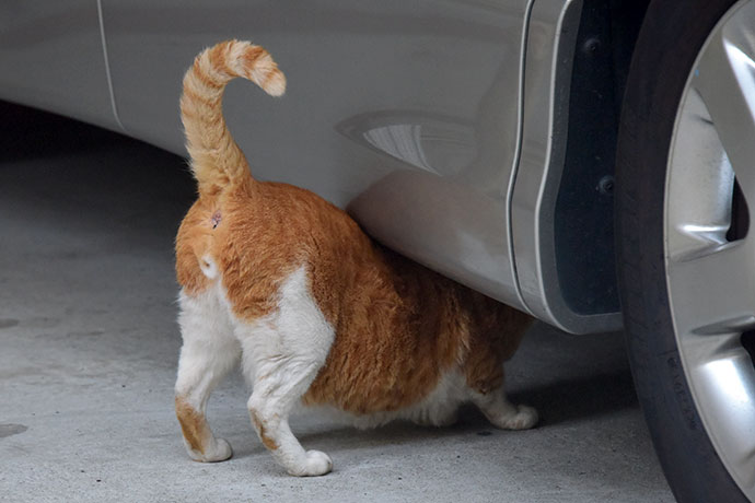 街のねこたち