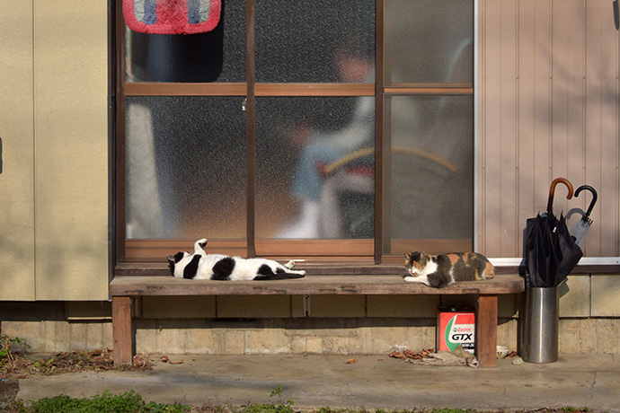 街のねこたち