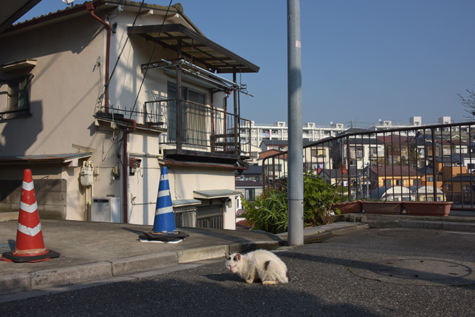 街のねこたち