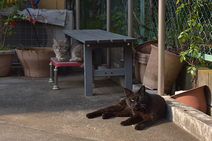 街のねこたち