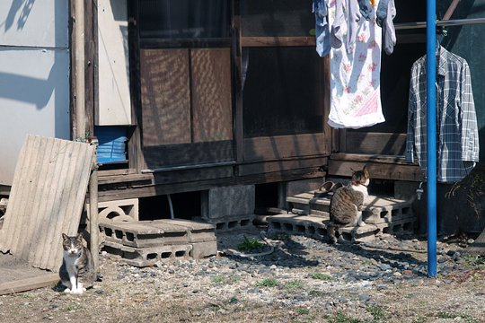 街のねこたち