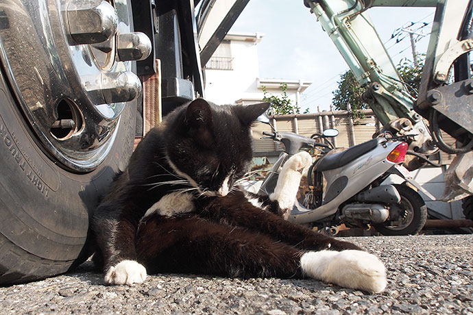 街のねこたち