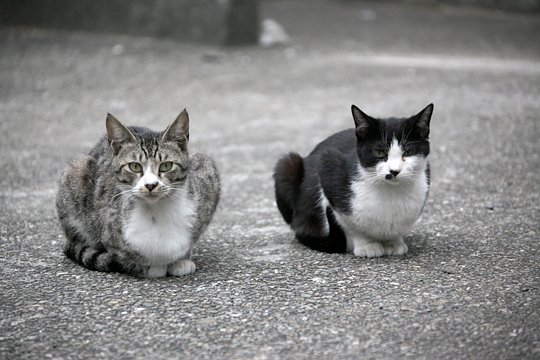 街のねこたち