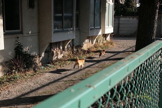 街のねこたち