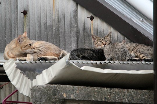 街のねこたち