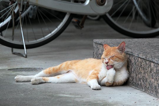 街のねこたち