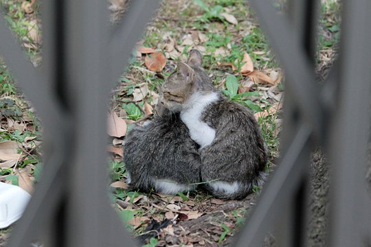 街のねこたち