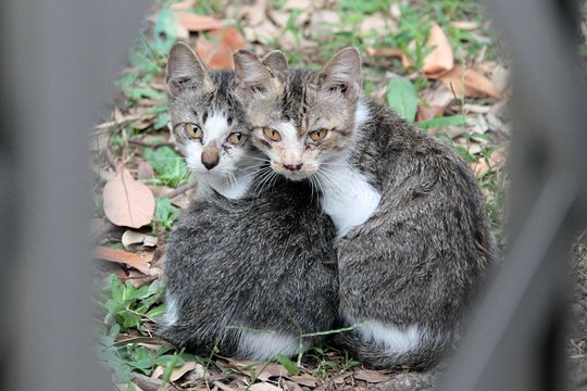 街のねこたち
