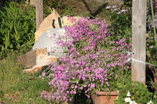 街のねこたち