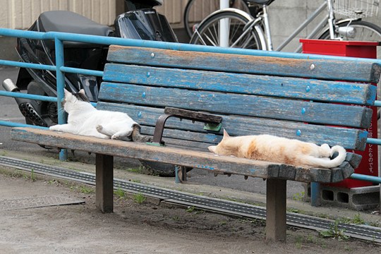 街のねこたち