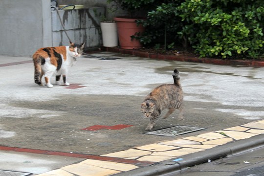 街のねこたち