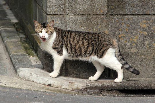 街のねこたち