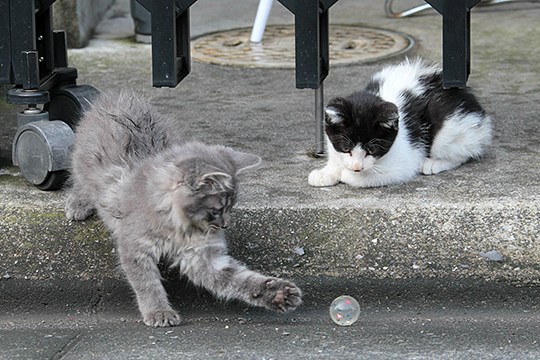 街のねこたち