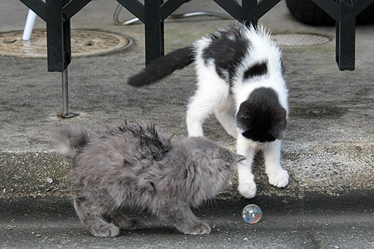 街のねこたち