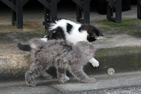 街のねこたち