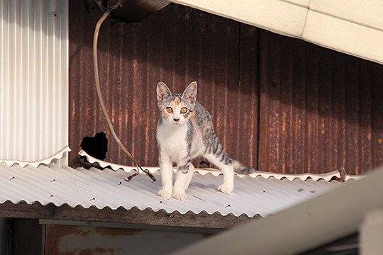 街のねこたち