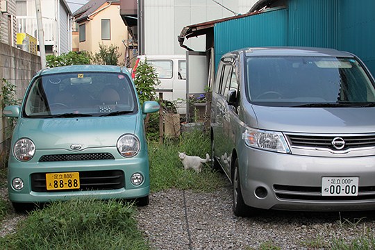街のねこたち