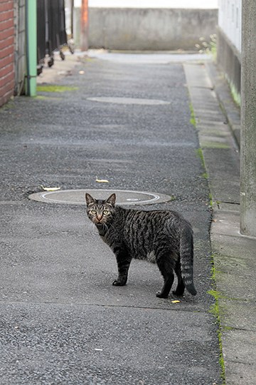 街のねこたち