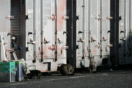 街のねこたち