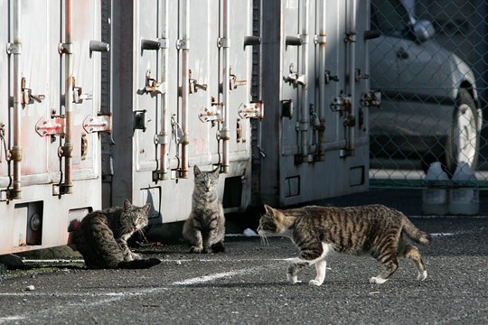 街のねこたち