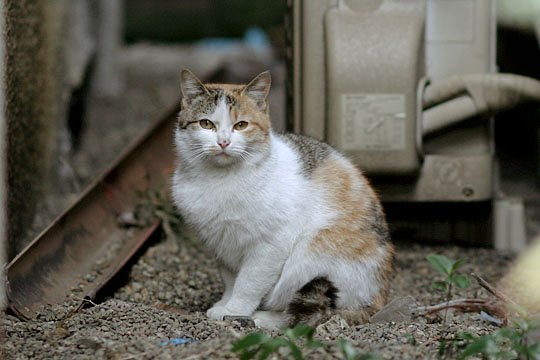 東京のねこ