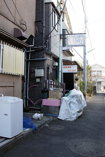 街のねこたち