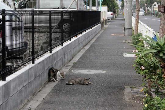 街のねこたち
