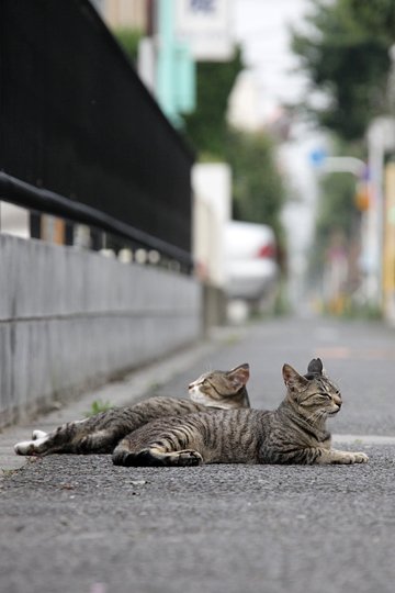 街のねこたち